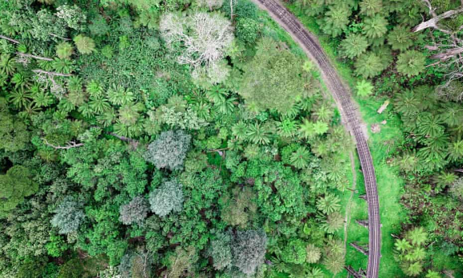 Aerial view of trees and Puffing Billy train line in Selby Victoria