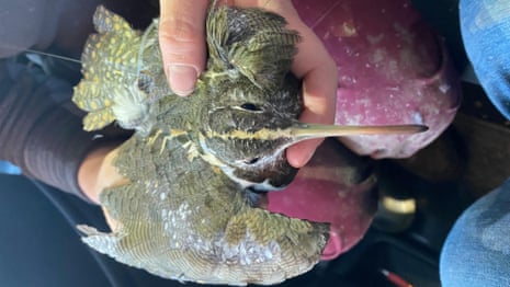 Australian painted snipe named Gloria released with a fitted radio transmitter  - video