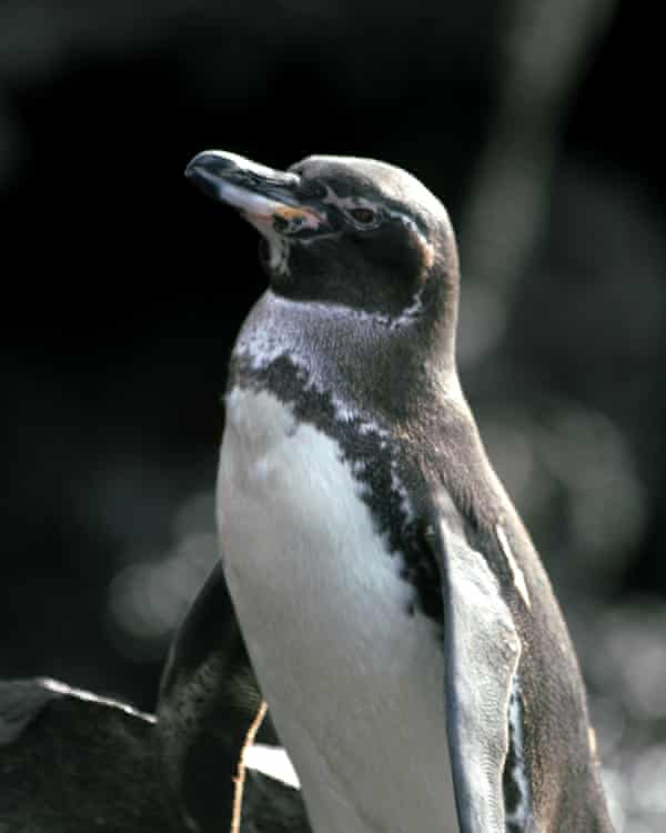 A Galápagos penguin – the only penguin found in the tropics and the endemic to the islands