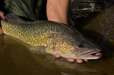 The not-so-little Murray cod that could: fish tracked swimming 900km ...
