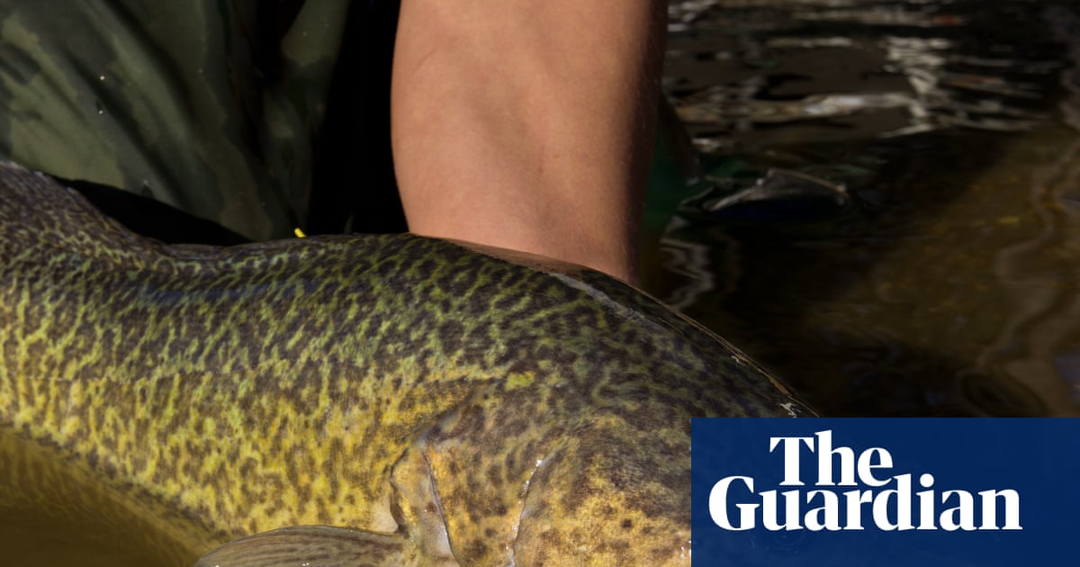 The not-so-little Murray cod that could: fish tracked swimming 900km along Australia’s biggest river system