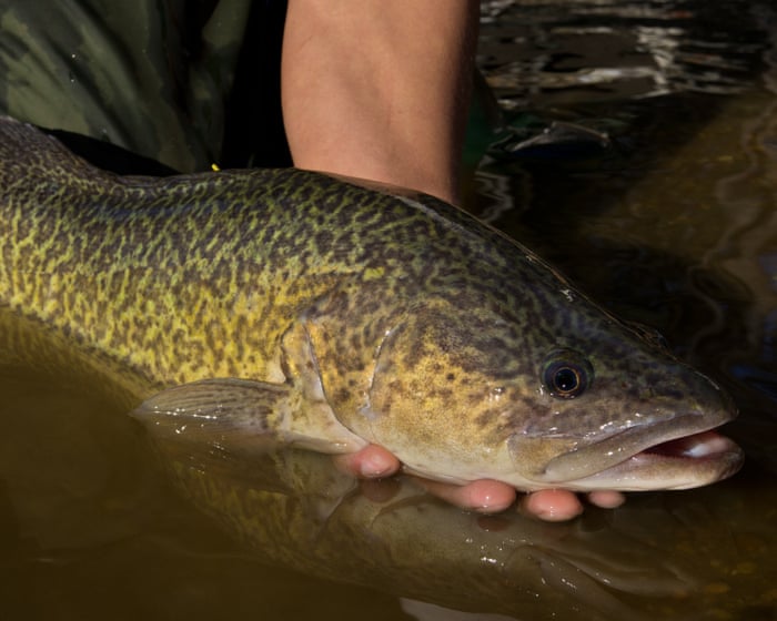 The not-so-little Murray cod that could: fish tracked swimming 900km along Australia’s biggest river system