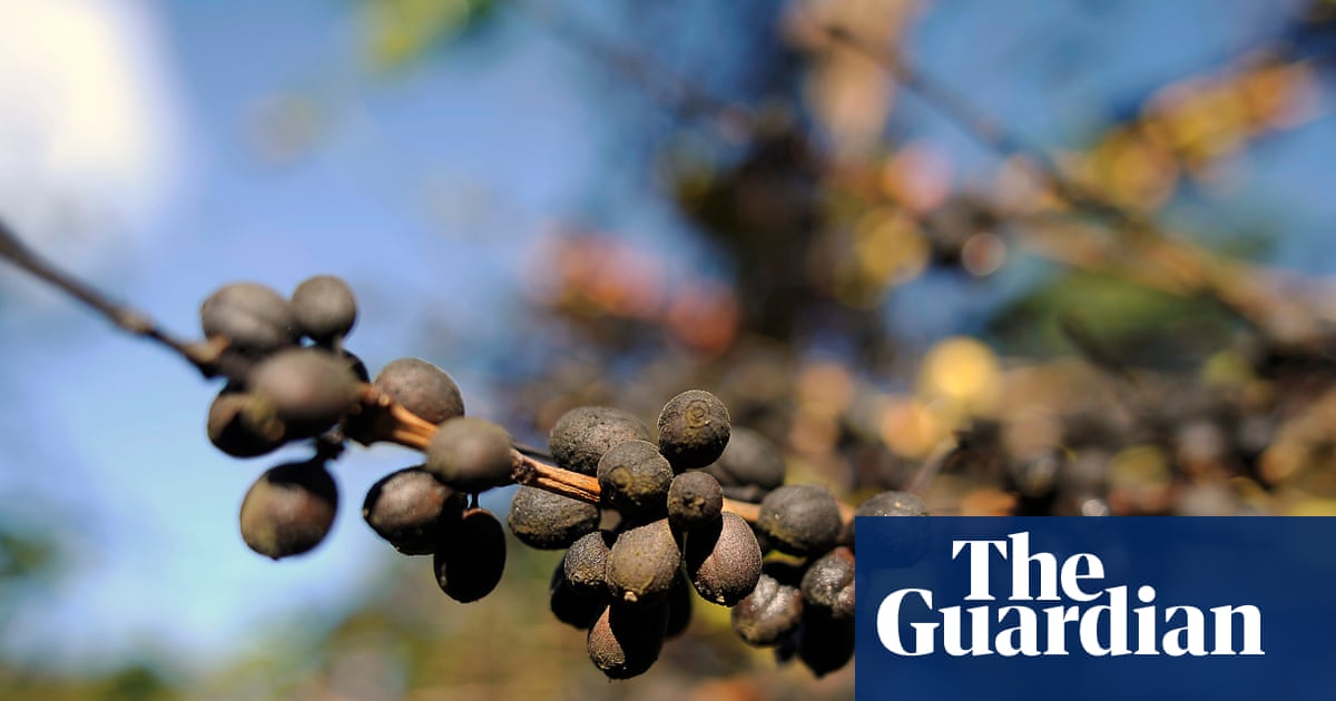 Coffee-growing countries becoming too hot to cultivate beans, analysis finds