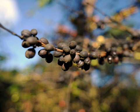 Grãos de café estragados em um galho