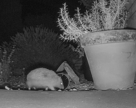 The hedgehog in Derek Niemann’s garden