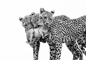 Three cheetahs all grip a very small antelope in their mouths