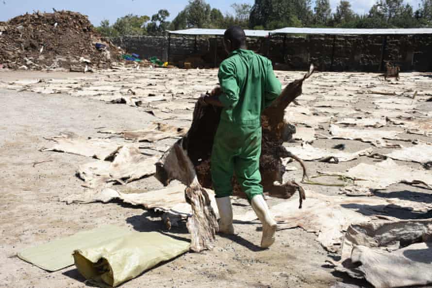 Donkey skins are dried in the sun at an abattoir in Kenya.