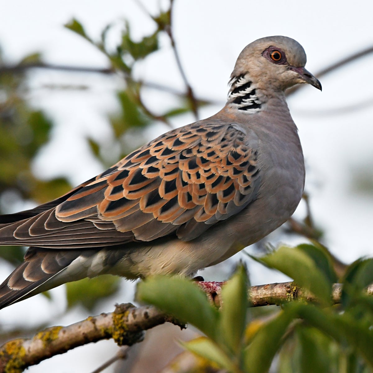 Turtle Dove Flies Towards Extinction As Numbers Halve In Uk Birds The Guardian