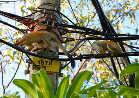 Two golden-coloured monkeys walking along power cables.