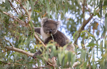 A koala is perched in a tree eating leaves