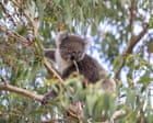 Loss of koala habitat shows ‘total failure’ of nature laws, conservationists say