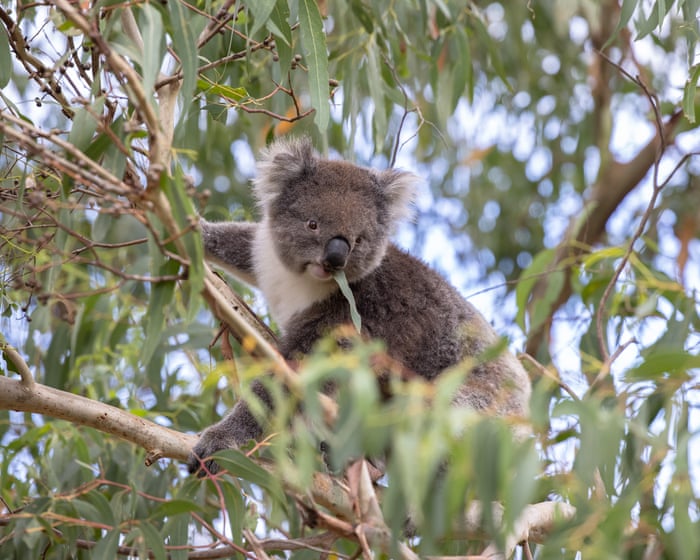 Loss of koala habitat shows ‘total failure’ of nature laws, conservationists say