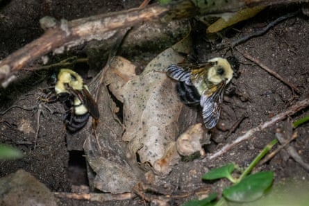 Two rusty patched bumblebee gynes at a nest