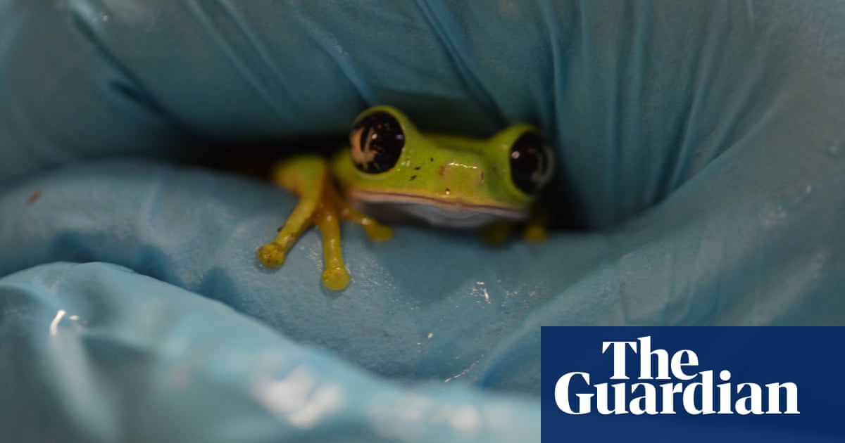 Disease causing mass deaths of frogs reaches Britain