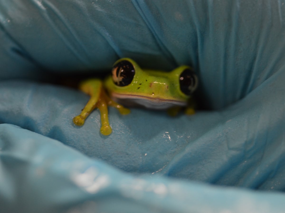 Disease Causing Mass Deaths Of Frogs Reaches Britain Amphibians The Guardian Disease Causing Mass Deaths Of Frogs Reaches Britain Amphibians The Guardian