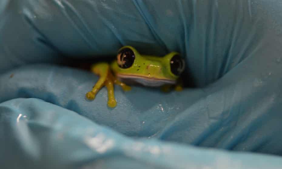 A lemur frog, Agalychnis lemur, found during a Smithsonian Institute expedition in Panama to understand infectious microbes in frogs