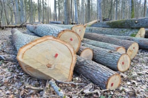 Felled trees in Białowieża forest.