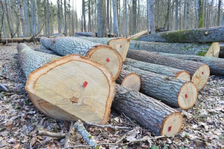 Felled trees in Białowieża forest.