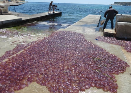 A massive mauve stinger jellyfish bloom in Malta in 2018.