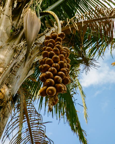 Ripe babaçu coconuts on the palm.