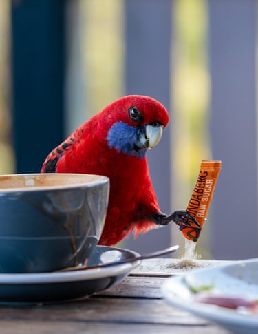 A crimson rosella with a sugar packet