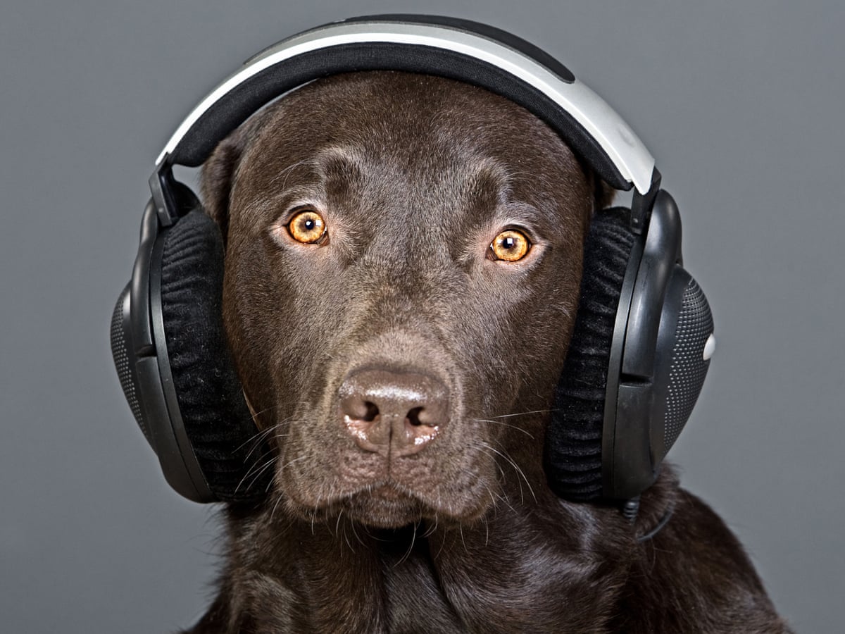 Dogs Don T Like Reggae They Love It 10 Top Tracks To Play For Your Best Friend Dogs The Guardian