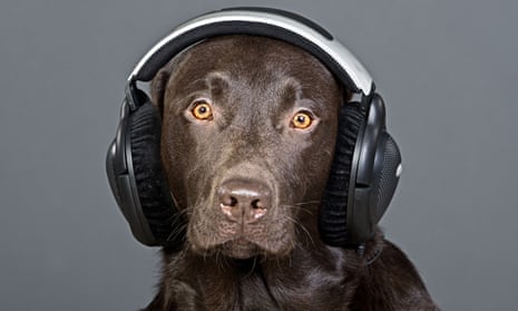 A chocolate labrador listening to headphones