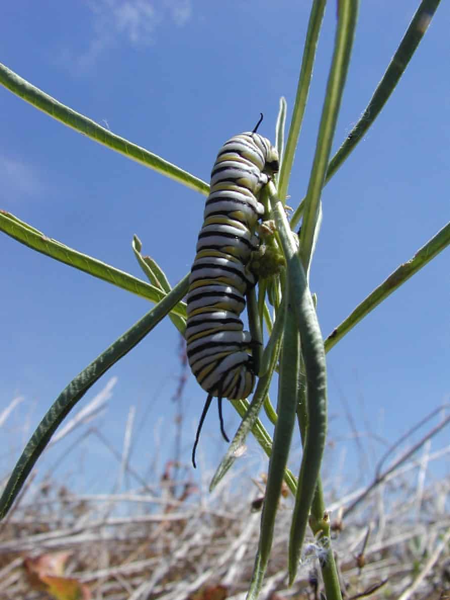 Western monarch caterpillars depend on a diet of milkweed for two weeks of their life.