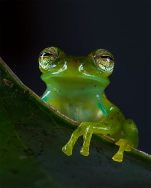 Uma rã de vidro esmeralda (Espadarana prosoblepon) no Equador. Pesquisadores dizem que a perda global de biodiversidade causada pela industrialização humana é significativamente mais alarmante do que se pensava anteriormente. Quase metade das espécies animais na superfície do mundo está atualmente passando por declínios em seus tamanhos populacionais, segundo pesquisa