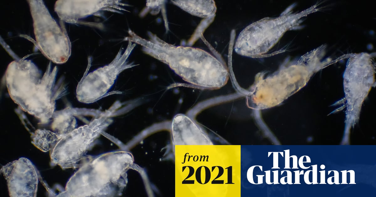 Project Copepod Why the tiny copepod is an unsung climate hero | Environment | The Guardian