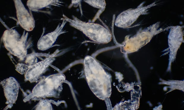 Copepods, the size of a needle’s tip, make vast ocean migrations.