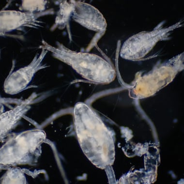Microscopic image of crustaceans