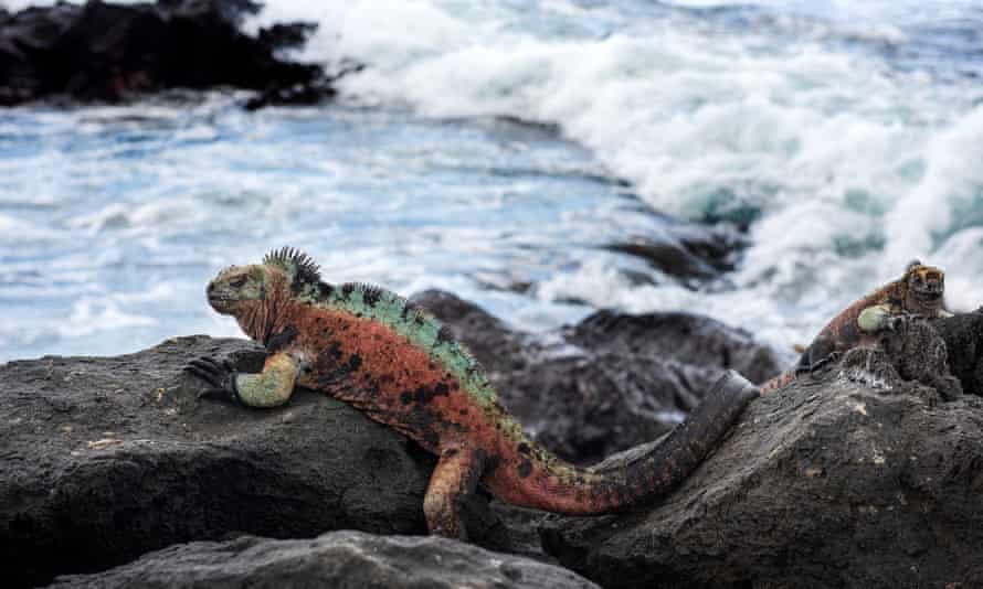 A marine iguana on Floreanna Island