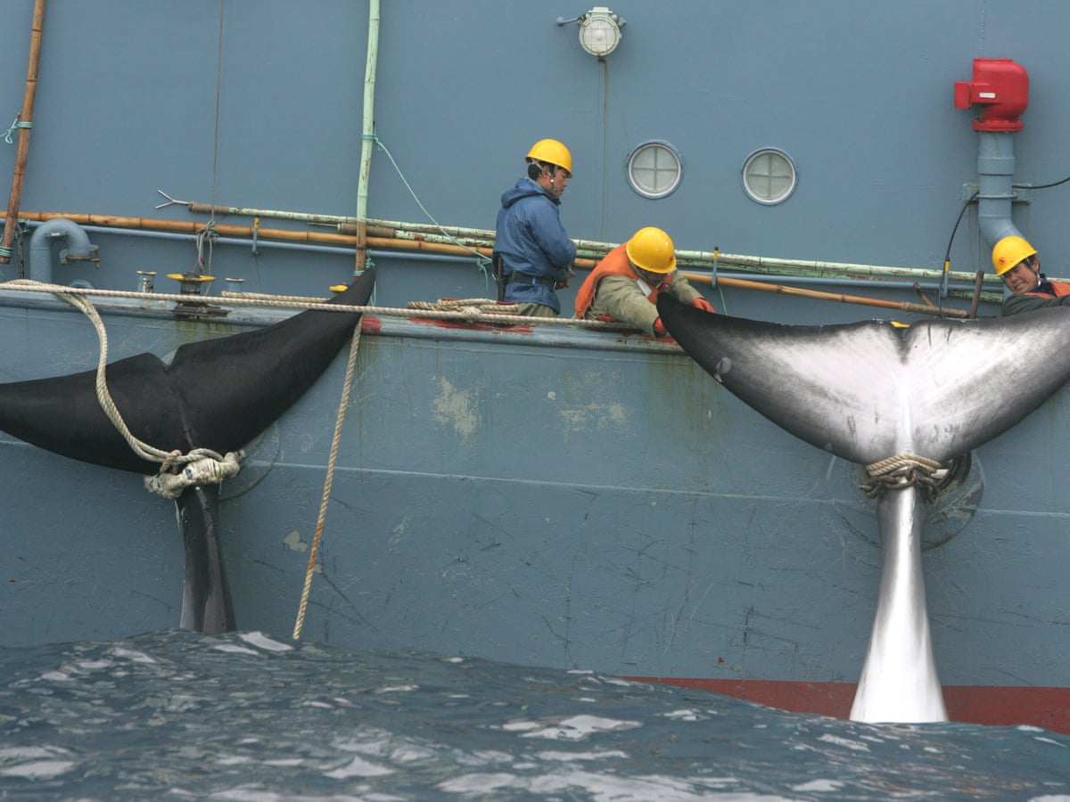 Japan's new whaling 'mother ship' being built to travel as ...