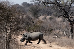 A white rhino crossing a dirt track