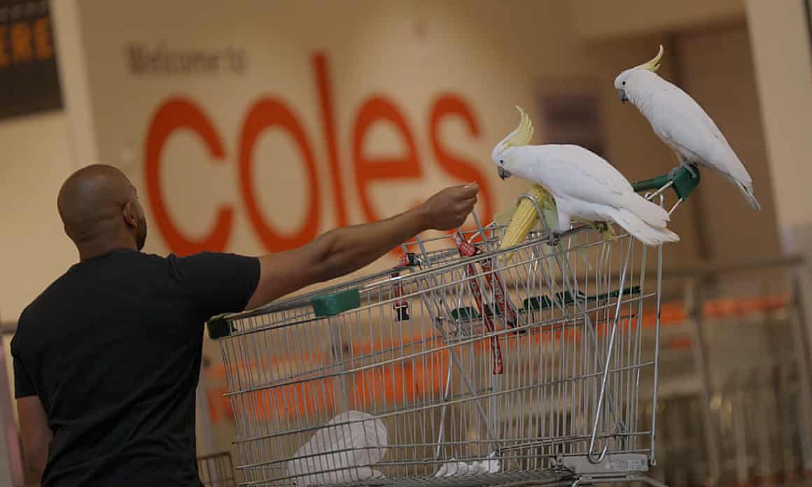 Man, cockatoos and shopping trolley