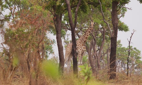 Kordofan Giraffe - Cameroon