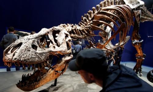 Sensitive T. rex? This new dino might change the face of
