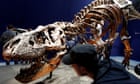 Tyrannosaurus rex may have been three species, scientists say