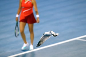 A seagull snatches a moth from the court during the women’s singles match between Aryna Sabalenka and Kaia Kanepi.