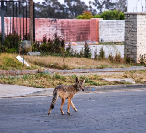 Um coiote em uma rua residencial deserta.