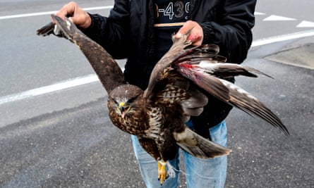 A man offers for sale a wounded common buzzard (buteo buteo) in a national road near the village of Thumane on November 8, 2017. The excessive hunting of predatory birds, including eagles the national symbol of Albania, used for stuffing to adorn restaurants or be sold as souvenirs, has led to a serious decline of the population. Worldwide overhunting is one of the major threats to wildlife.