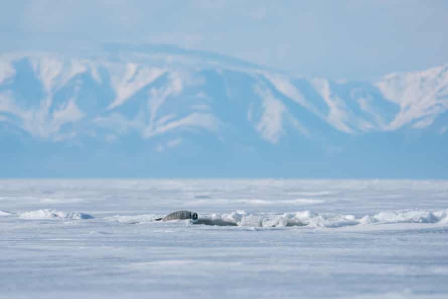 Jovem nerpa ao lado do buraco de gelo