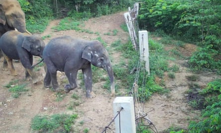 Elephants on a monitoring camera approaching a fence