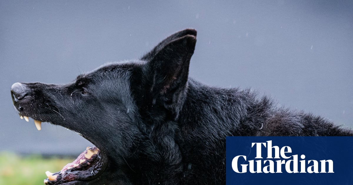 ‘Demand has increased, without a doubt’: the shocking rise of personal protection dogs