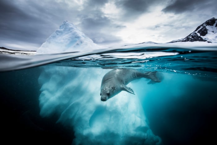 Underwater Photographer of the Year 2019 – in pictures | Environment | The Guardian Underwater Photographer of the Year 2019 – in pictures | Environment | The Guardian