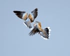 Conservationists race to rescue England’s turtle doves from extinction