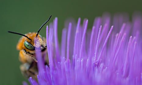 A bee with pollen on the flower of a thistle