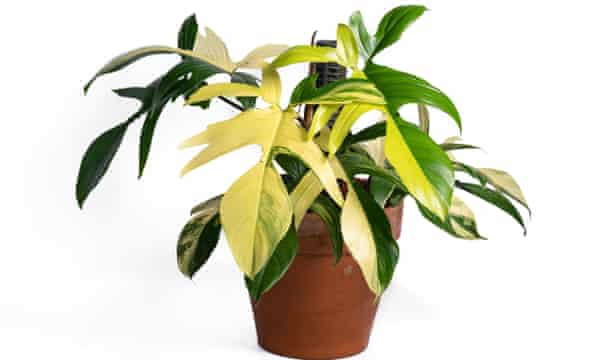 Status symbol: Philodendron ‘Florida Beauty’.