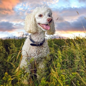 Ted the Poodle in Gosforth, Newcastle